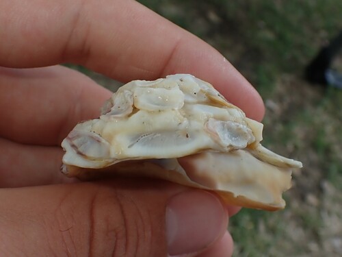 Xenophora neozelanica, 2026-01-06