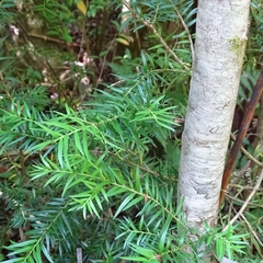 Saxegothaea conspicua