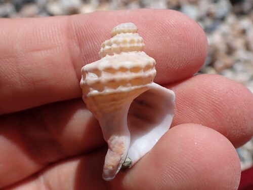 Zeatrophon ambiguus, 2026-01-09