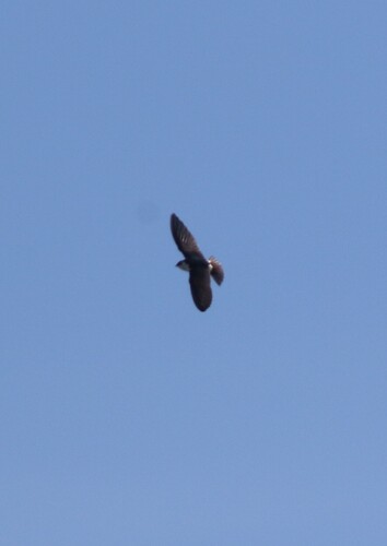 Violet-green Swallow (Tachycineta thalassina), photo 5