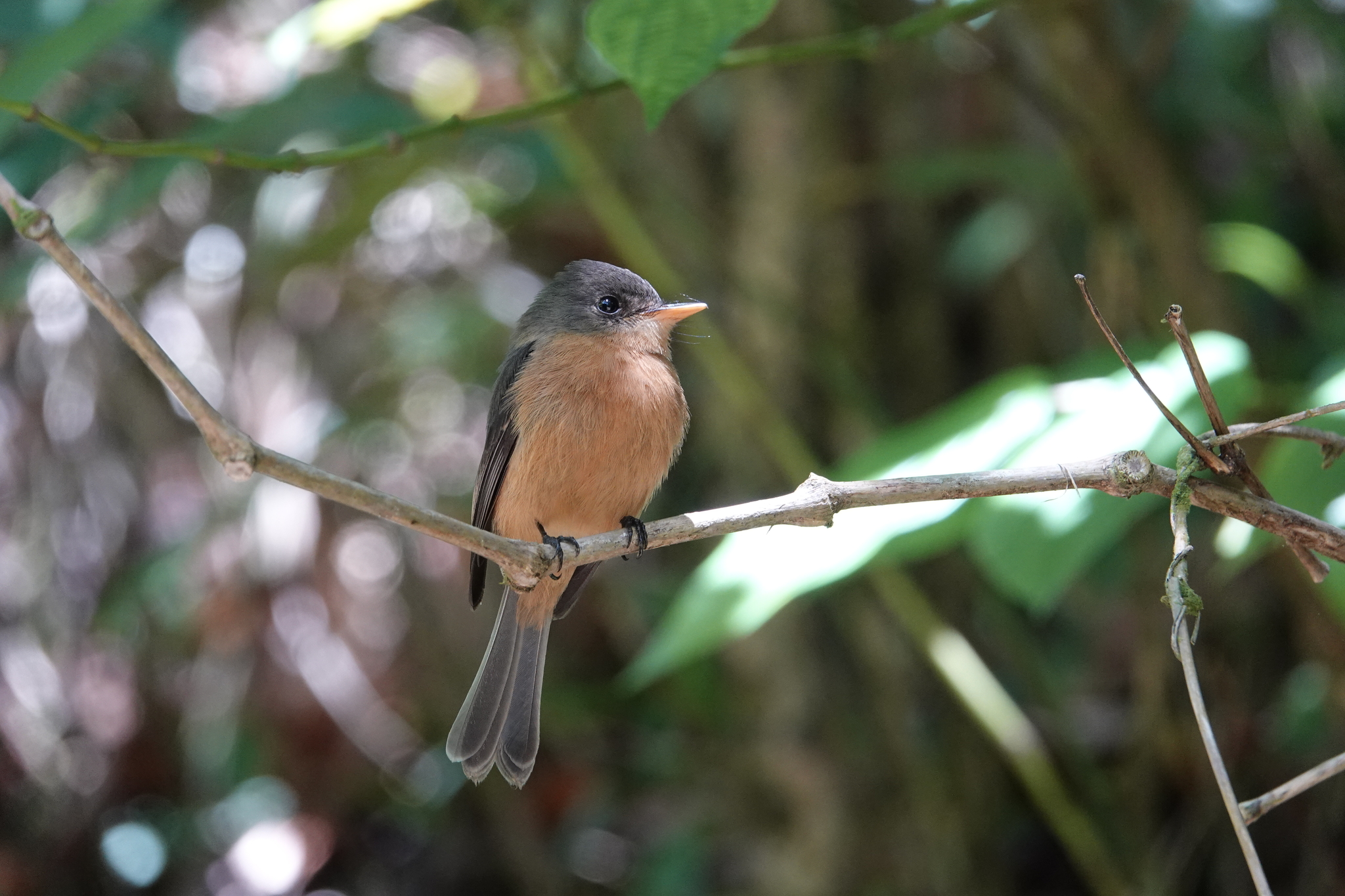 Lesser Antillean Pewee (Contopus latirostris), photo 10