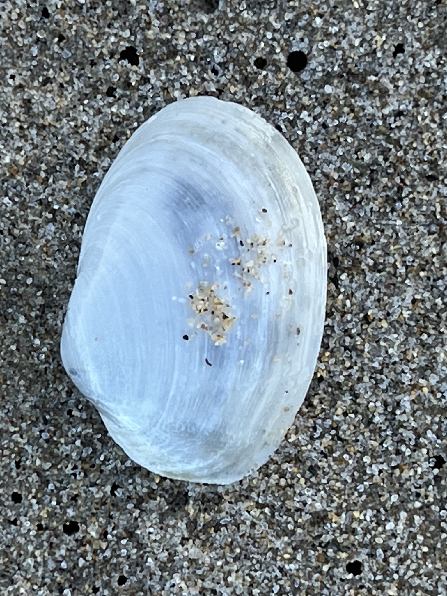Periploma (Aelga)