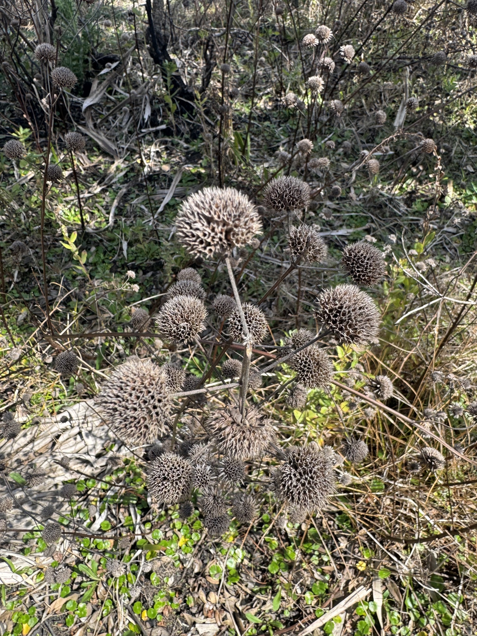 Musky Mint (Hyptis alata)