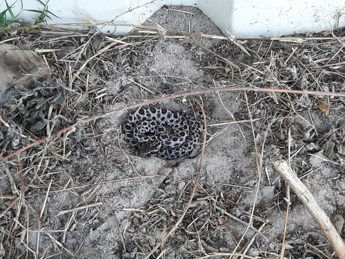 Pygmy Rattlesnake