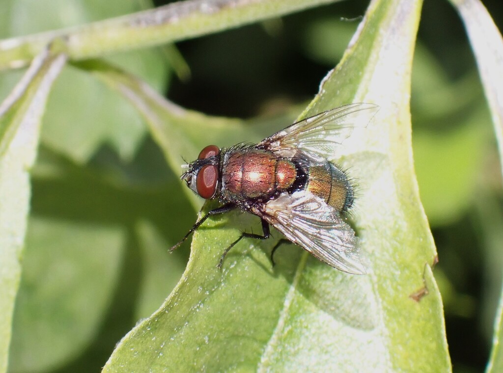 Common European Greenbottle Fly from Los Nietos, La Habra, CA 90631 ...