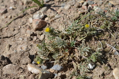 Potentilla multifida