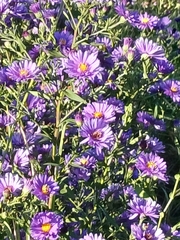 Symphyotrichum novi-belgii — photo 2