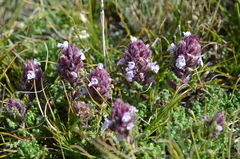 Dracocephalum paulsenii