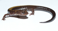 Plethodon shenandoah