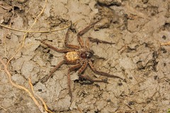 Selenops mexicanus
