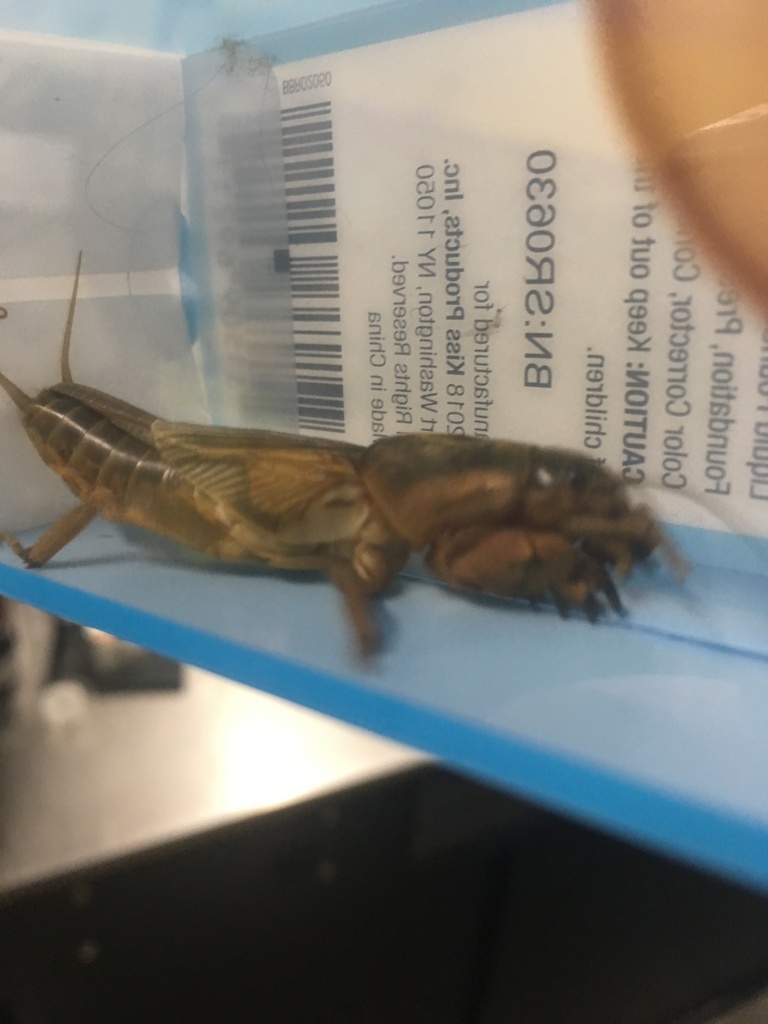 prairie mole cricket
