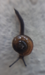 Ovachlamys fulgens