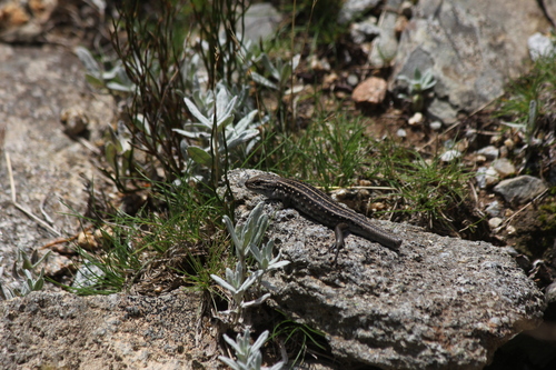 Guthega Skink