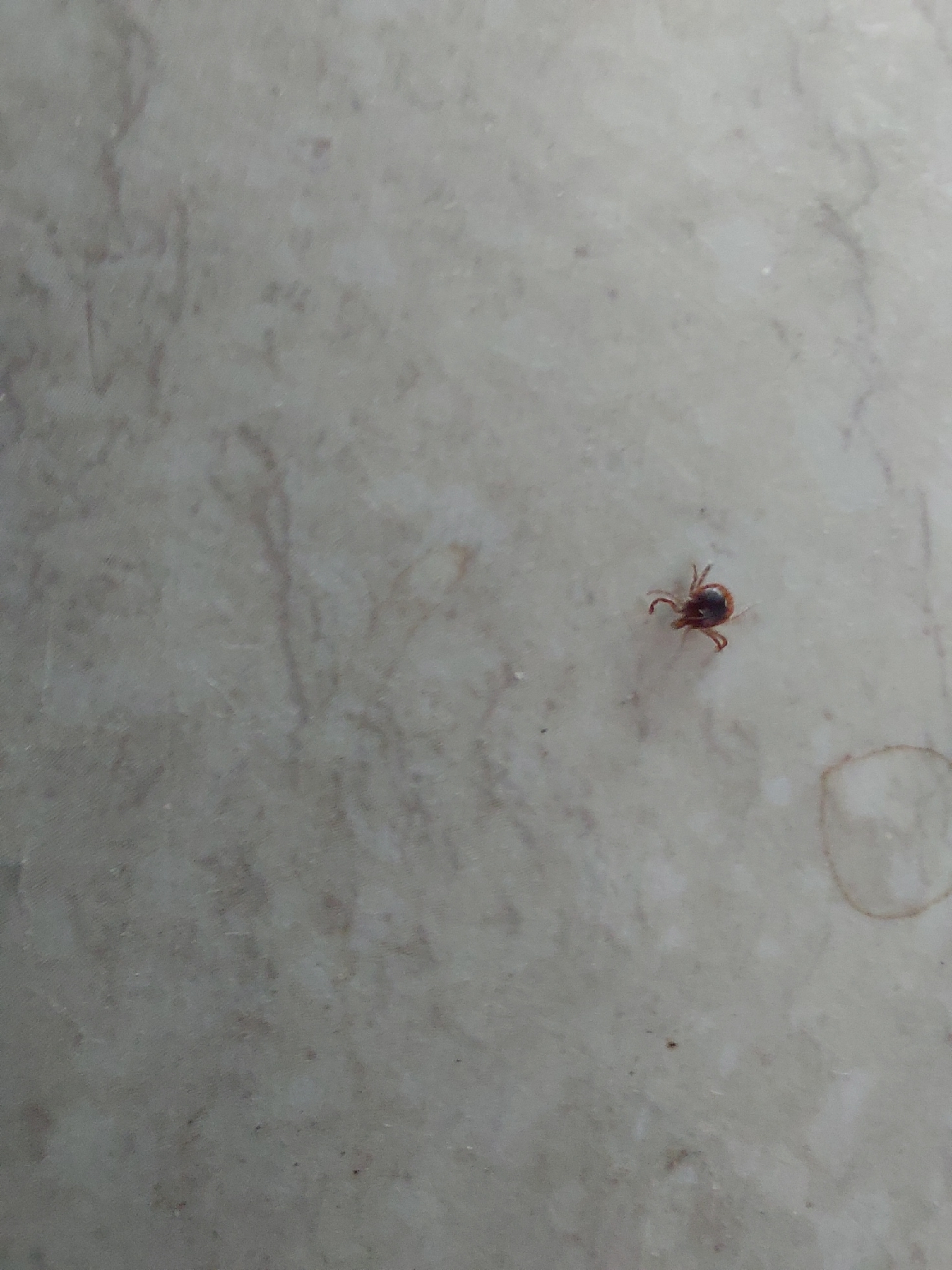 Amblyomma americanum Linnaeus, 1758