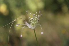 Allium podolicum