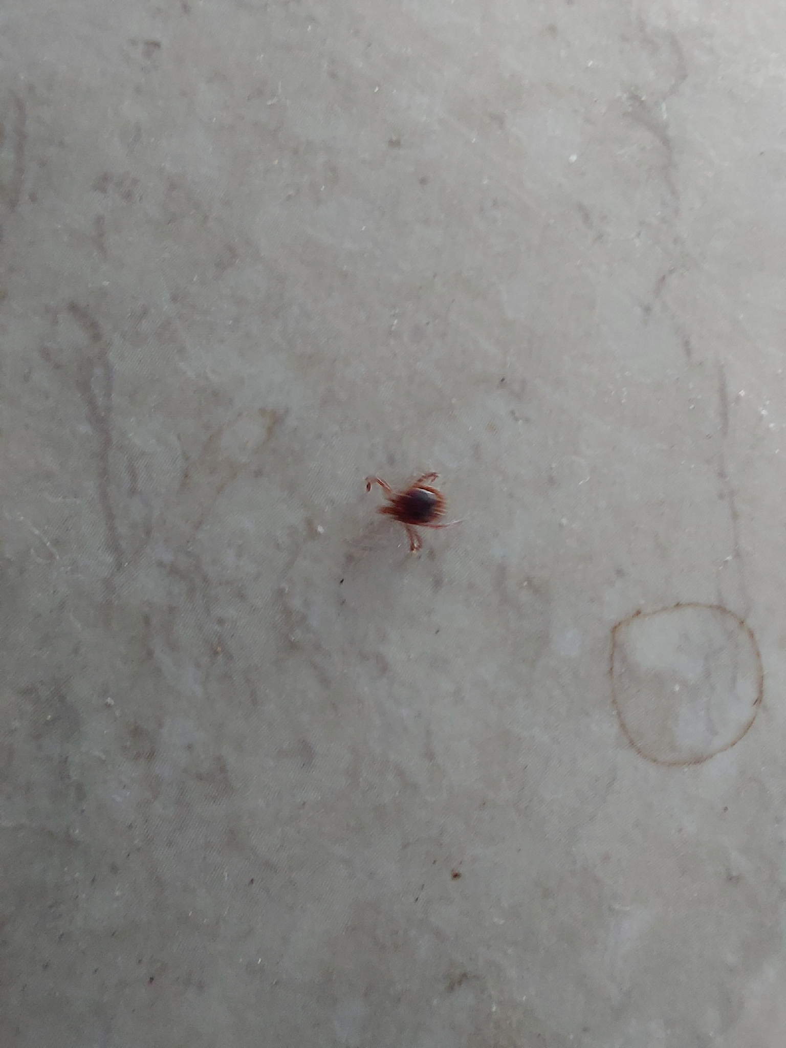 Amblyomma americanum Linnaeus, 1758