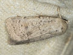 Homorthodes communis