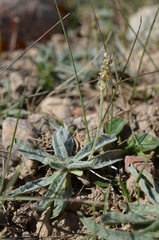 Plantago arachnoidea
