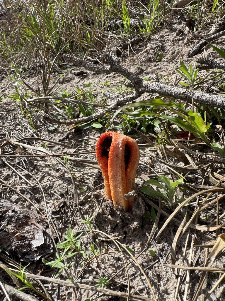 Clathrus columnatus · March 2026 · photo: © brynnfricke (iNaturalist, cc-by)