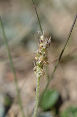 Plantago arachnoidea