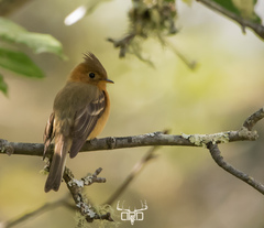 Northern Tufted Flycatcher photo 2