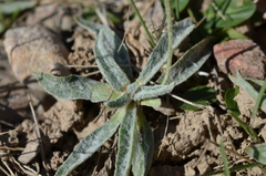 Plantago arachnoidea