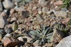 Plantago arachnoidea