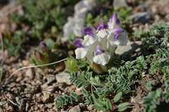 Scutellaria oligodonta