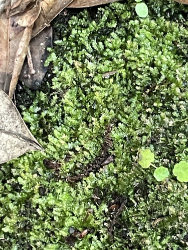 Vesicularia observed 2026-03-06