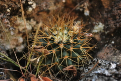 Mammillaria polythele