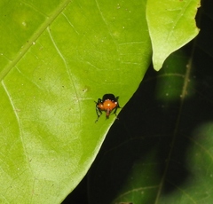 Attelabinae