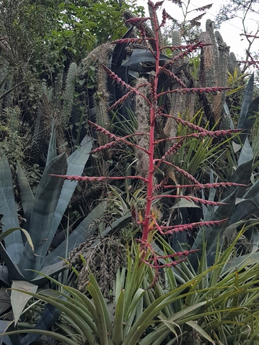 Tillandsia secunda, photograph 1