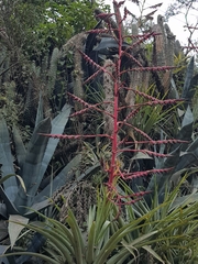 Tillandsia secunda