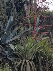 (c) Efrain Freire, some rights reserved (CC BY) Tillandsia secunda, photograph (c) Efrain Freire, some rights reserved (CC BY)