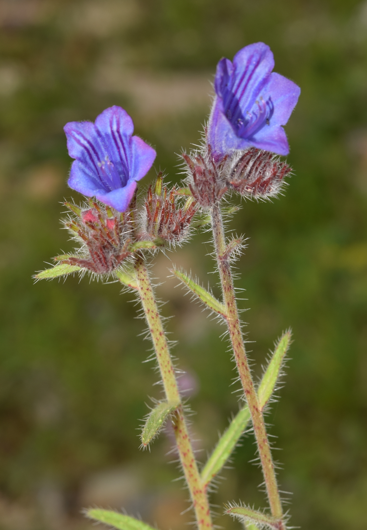 Echium creticum