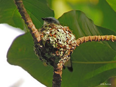 Elminia albicauda