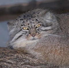 Otocolobus manul