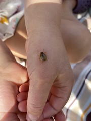 Paropsisterna m-fuscum