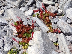Epilobium porphyrium