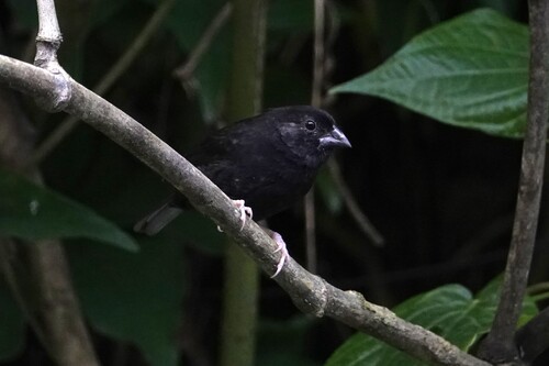 St. Lucia Black Finch (Melanospiza richardsoni), photo 4