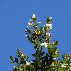 Eucryphia cordifolia