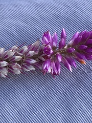 Hermbstaedtia fleckii