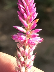 Hermbstaedtia fleckii