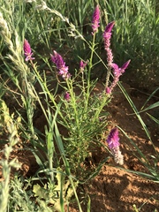 Hermbstaedtia fleckii
