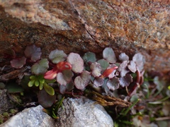 Lobelia linnaeoides