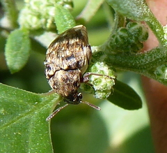 Acanthoscelidina
