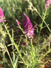 Hermbstaedtia fleckii