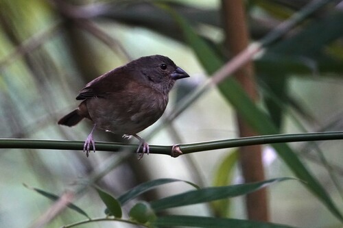 St. Lucia Black Finch (Melanospiza richardsoni), photo 6