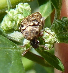 Acanthoscelidina