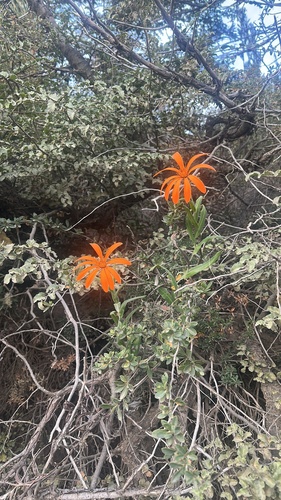 Mutisia decurrens, photograph 6